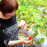 ~もぎたて果実と、森の休日~ 狩って、つくって、味わうフルーツ狩り 1泊2食付 ※マイカープラン