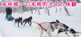 本州唯一の本格的犬ぞり体験